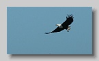 Visarend 2